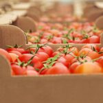 Fresh tomatoes in sustainable cardboard packaging as an alternative to plastic in retail.