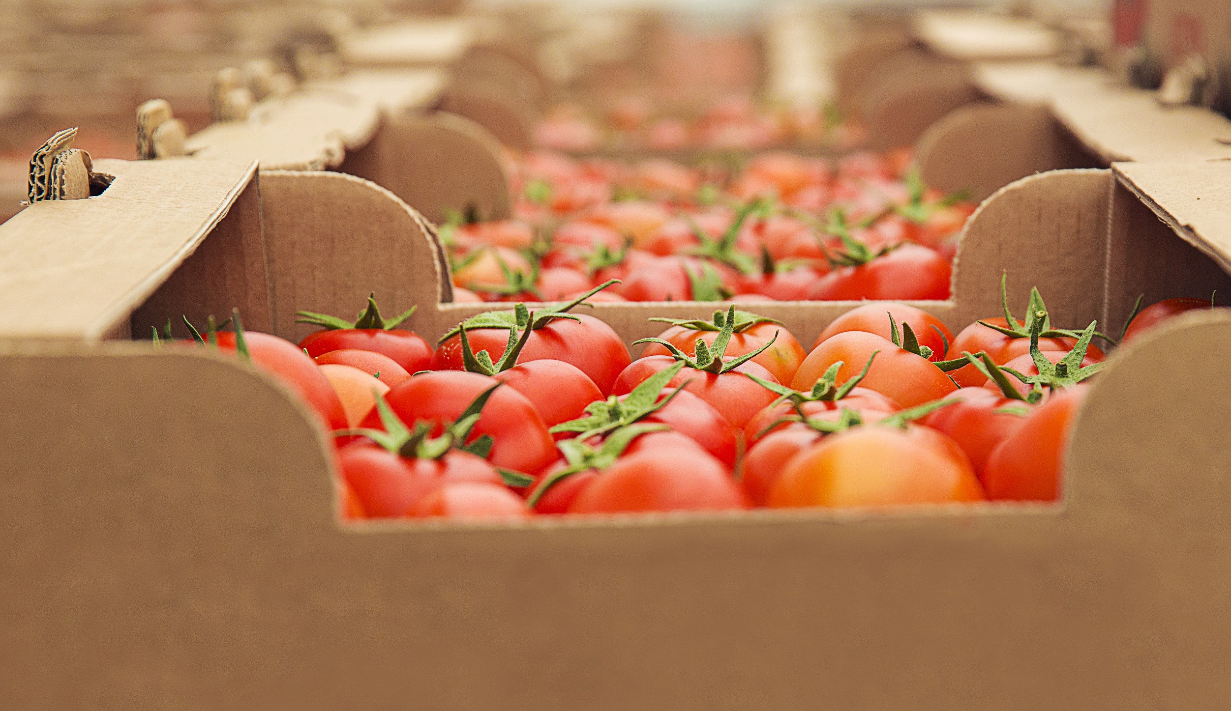 Fresh tomatoes in sustainable cardboard packaging as an alternative to plastic in retail.